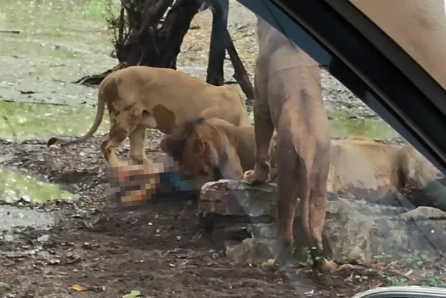 Lions eat zookeeper