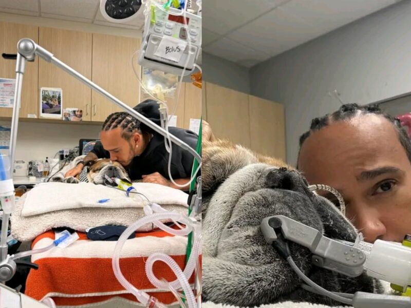 Lewis Hamilton's bulldog in severe Coma