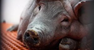 Pig heads discovered outside several Paris mosques Pig heads discovered outside several Paris mosques