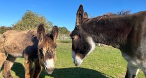 Two donkeys at SAME SANCTUARY shatter Guinness World Records