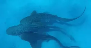 ‘World’s first’ shark thr.e.esome caught on camera 'World's first' shark thr.e.esome caught on camera