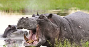 Gombe lawmaker begs FG to protect them from frequent hippo attacks GOMBE