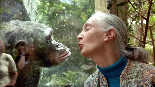 Iconic chimpanzee expert, Jane Goodall, passes away