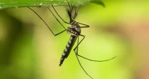 Mosquitoes found in Iceland for first time Mosquitoes found in Iceland for first time