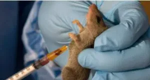 Nigeria records 172 de.aths from Lassa Fever Nigeria records 172 de.aths from Lassa Fever