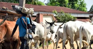 Oyo herder k!lls colleague during N4,000 dispute Oyo herder k!lls colleague during N4,000 dispute
