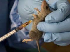 Woman d!es of Lassa fever in Benue Woman d!es of Lassa fever in Benue