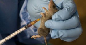 Woman d!es of Lassa fever in Benue Woman d!es of Lassa fever in Benue