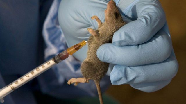 Woman d!es of Lassa fever in Benue