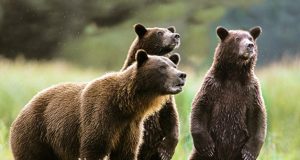Bears on rampage in Japan? 3 d!e in suspected attack in ONE WEEK