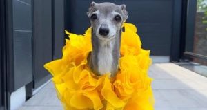Celebrity dog, Tika the Iggy d!es at 14 Celebrity dog, Tika the Iggy d!es at 14