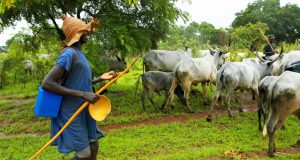 Just In: FG bans open grazing? JUST IN: FG bans Open Grazing nationwide