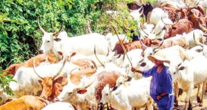 FG denies ban on open grazing FG denies ban on Open Grazing