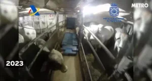 Cartels use livestock to smuggle drugs to Europe Cartels use livestock to smuggle drugs to Europe