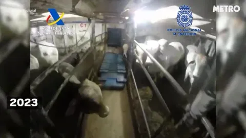 Cartels use livestock to smuggle drugs to Europe Cartels use livestock to smuggle drugs to Europe