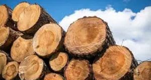 FG bans wood export, even revokes licences FG bans wood export