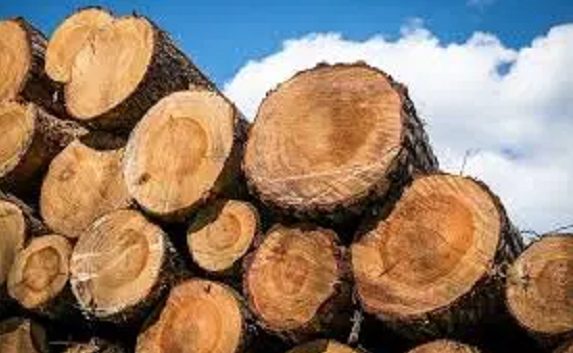FG bans wood export, revokes licences FG bans wood export