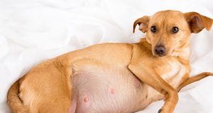 Man arraigned for allegedly stealing pregnant dog Man arraigned for allegedly stealing pregnant dog