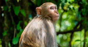 Diaper keeps 20-day-old baby from drowning after monkey throws her into well Diaper keeps 20-day-old baby from drowning after monkey throws her into well