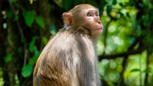 Diaper keeps 20-day-old baby from drowning after monkey throws her into well Diaper keeps 20-day-old baby from drowning after monkey throws her into well
