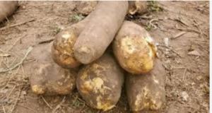 Man lands in prison for stealing FOUR tubers of yam Man lands in prison for stealing FOUR tubers of yam