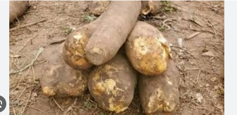 Man lands in prison for stealing FOUR tubers of yam Man lands in prison for stealing FOUR tubers of yam