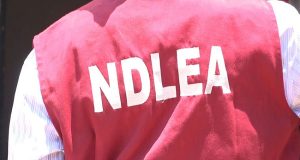 NDLEA busts drug networks in Kano NDLEA busts drug networks in Kano