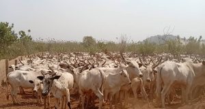 Police recover 558 cattles from suspected cattle rustlers Police recover 558 cattles from suspected cattle rustlers