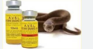 Anti-snake venom scarce, Gombe snakebite hospital MD says Anti-snake venom scarce, Gombe snakebite hospital MD says