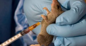 Kwara confirms no active Lassa Fever case Kwara confirms no active Lassa Fever case