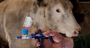 Ogun to vaccinate 200,000 animals Ogun to vaccinate animals