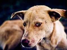 Enugu confirms outbreak of dog rabies Enugu dog rabies