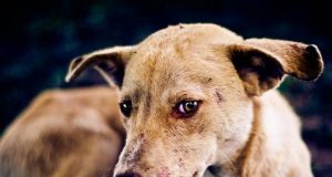 Enugu confirms outbreak of dog rabies Enugu dog rabies