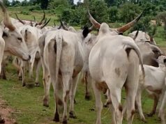 Suspected poisonous grass k!lls over 80 cattle in Adamawa Suspected poisonous grass k!lls over 80 cattle in Adamawa