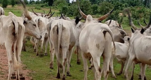 Suspected poisonous grass k!lls over 80 cattle in Adamawa