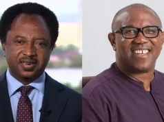 Support for Peter Obi tribalistic, i support Tinubu – Shehu Sani Support for Peter Obi tribalistic, i support Tinubu - Shehu Sani