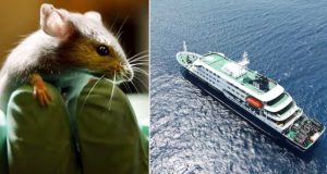 Hantavirus classified as ‘Level 3’ outbreak Hantavirus classified as ‘Level 3’ outbreak