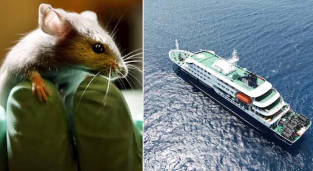 Hantavirus classified as ‘Level 3’ outbreak