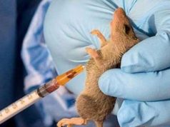 214 people d!e of Lassa fever – NCDC Lassa fever