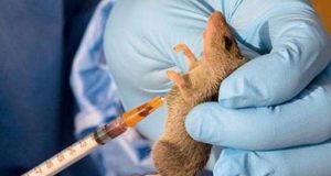 214 people d!e of Lassa fever – NCDC Lassa fever