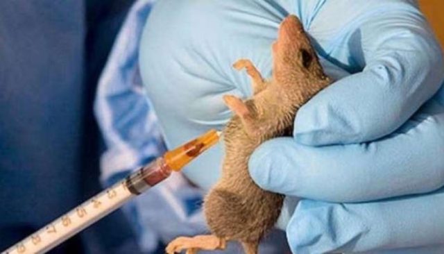 214 people d!e of Lassa fever - NCDC Lassa fever