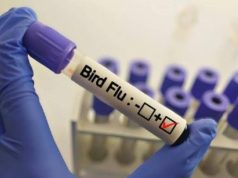 Australia detects first case of H5 bird flu Australia detects first case of H5 bird flu