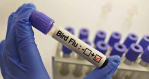 Australia detects first case of H5 bird flu Australia detects first case of H5 bird flu
