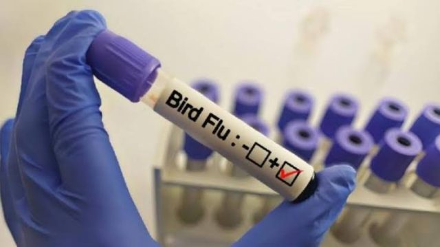 Australia detects first case of H5 bird flu