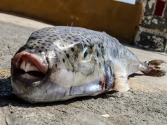 Toxic fish with razor sharp teeth invading Greece Toxic fish with razor sharp teeth invading Greece