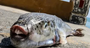 Toxic fish with razor sharp teeth invading Greece Toxic fish with razor sharp teeth invading Greece