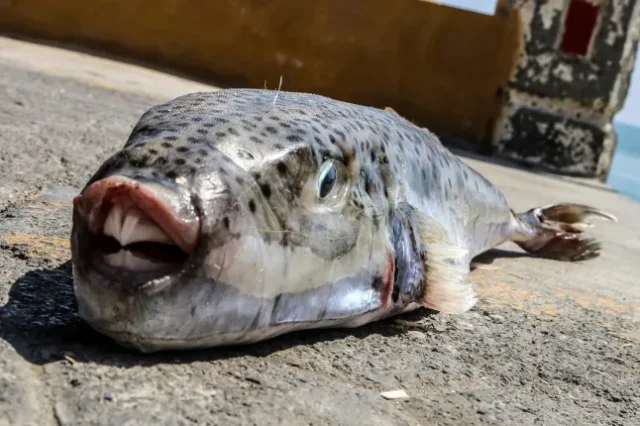 Toxic fish with razor sharp teeth invading Greece