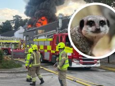 All animals d!e in fire at UK children’s Zoo All animals in fire at UK children's Zoo