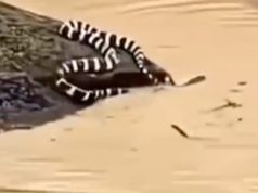 900 snakes escape after floods hit Chinese region 900 snakes escape after floods hit Chinese region