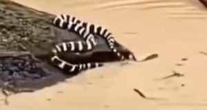 900 snakes escape after floods hit Chinese region 900 snakes escape after floods hit Chinese region